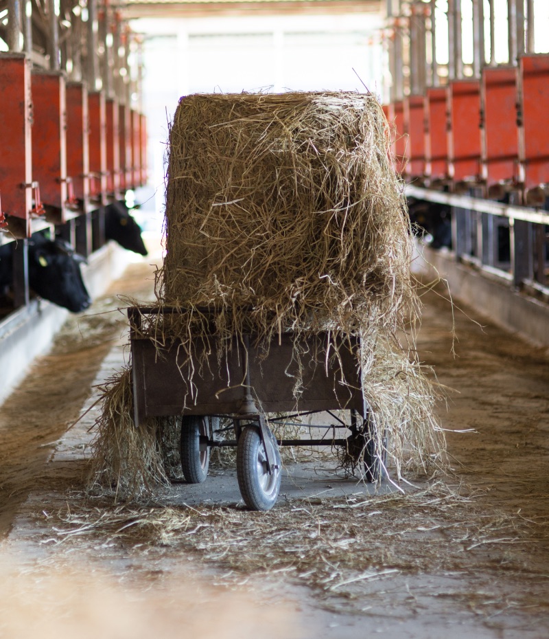 長谷川農場写真