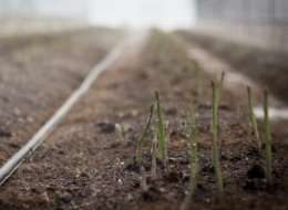 長谷川農場の風景2
